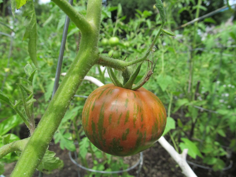 striped tomato